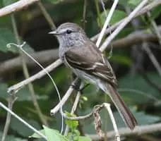 Bran-colored flycatcher - Birds