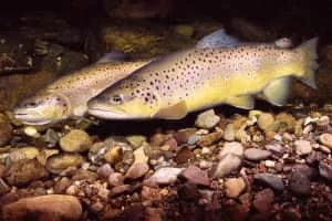 Brown trout - Fish