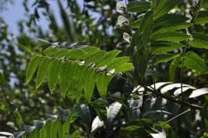 California black walnut - 