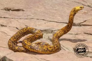 Cape cobra - Reptile