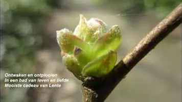 Catherine Boone - Professor