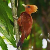 Chestnut-colored woodpecker - Bird