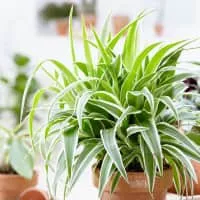 Chlorophytum - Plants
