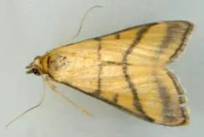 Cnaphalocrocis medinalis