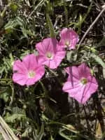 Convolvulus erubescens - 
