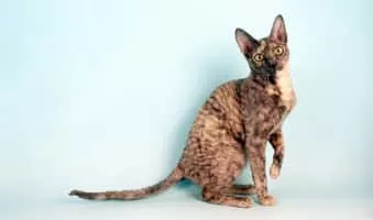 Cornish Rex - Cat breed