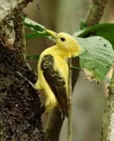 Cream-colored woodpecker - Bird