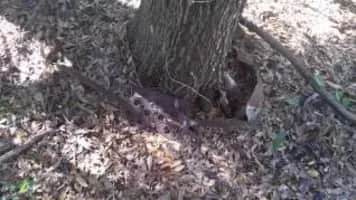 Cross Florida Barge Canal - 