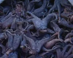 Dactylorhiza hatagirea - 