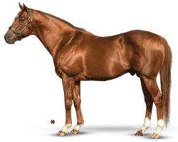 Distorted Humor - Horse