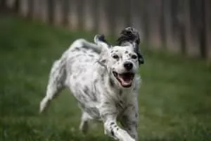 English Setter - Dog breed