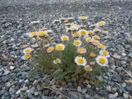Erigeron compositus - Plants