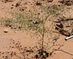 Eriogonum cernuum - Plants