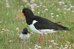 Eurasian oystercatcher - Bird