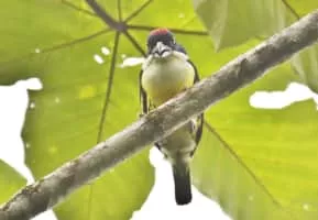 Five-colored barbet - 