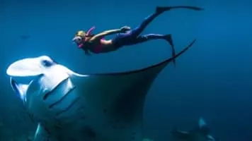 Giant oceanic manta ray - Fish