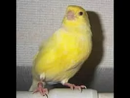 Harz Roller - Domestic canary breed