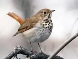 Hermit thrush - Bird
