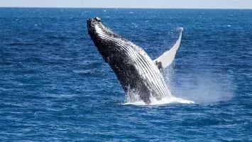 Humpback whale - Animal