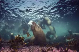 Ian McAllister - Political scientist