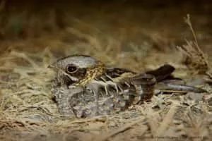 Indian nightjar