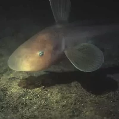 Jellynose fish - 