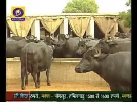 Krishi Darshan - Indian television program