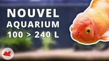 (Le) Poisson Rouge - 