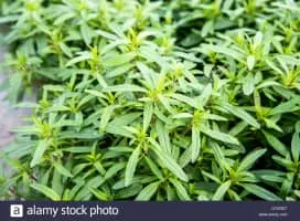 Lemon Beebrush - Plants