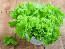 Lettuce - Vegetable