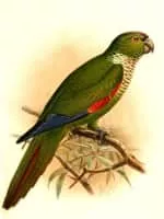 Maroon-tailed parakeet