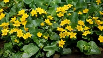 Marsh Marigold - Plants