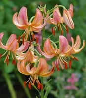 Martagon Lily - Plants