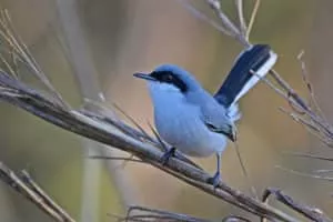 Masked gnatcatcher