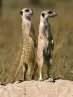 Meerkat - Animal