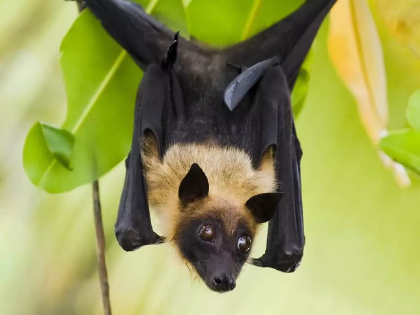 Megabat - Animal