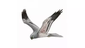 Montagu's harrier - Bird