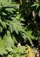 Mugwort - 