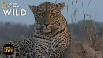 Nat Geo Wild - TV network