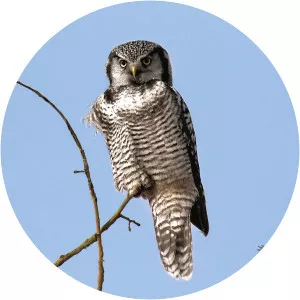 Northern hawk-owl