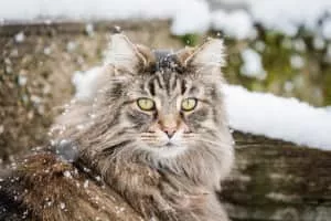 Norwegian Forest cat - Cat breed
