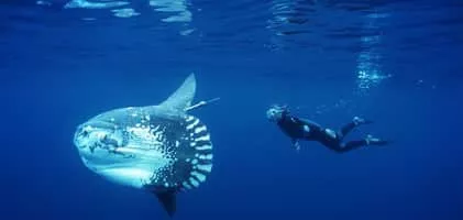Ocean sunfish - Fish