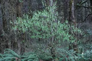 Oemleria cerasiformis - Plants