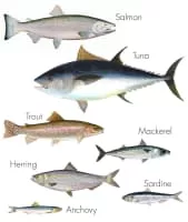 Oily fish - 
