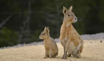 Patagonian mara - Rodent