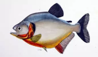 Piranha - Fish