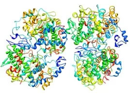 Prostaglandin-endoperoxide synthase 2 - 