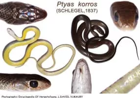 Ptyas korros