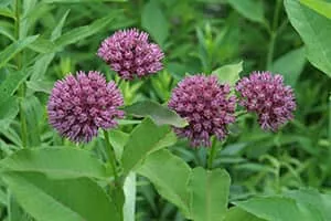 Purple milkweed - Plants
