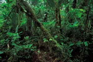 Rainforest - 